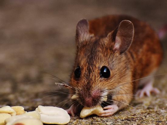 Jaka trutka na myszy rozwiąże skutecznie Twój problem?