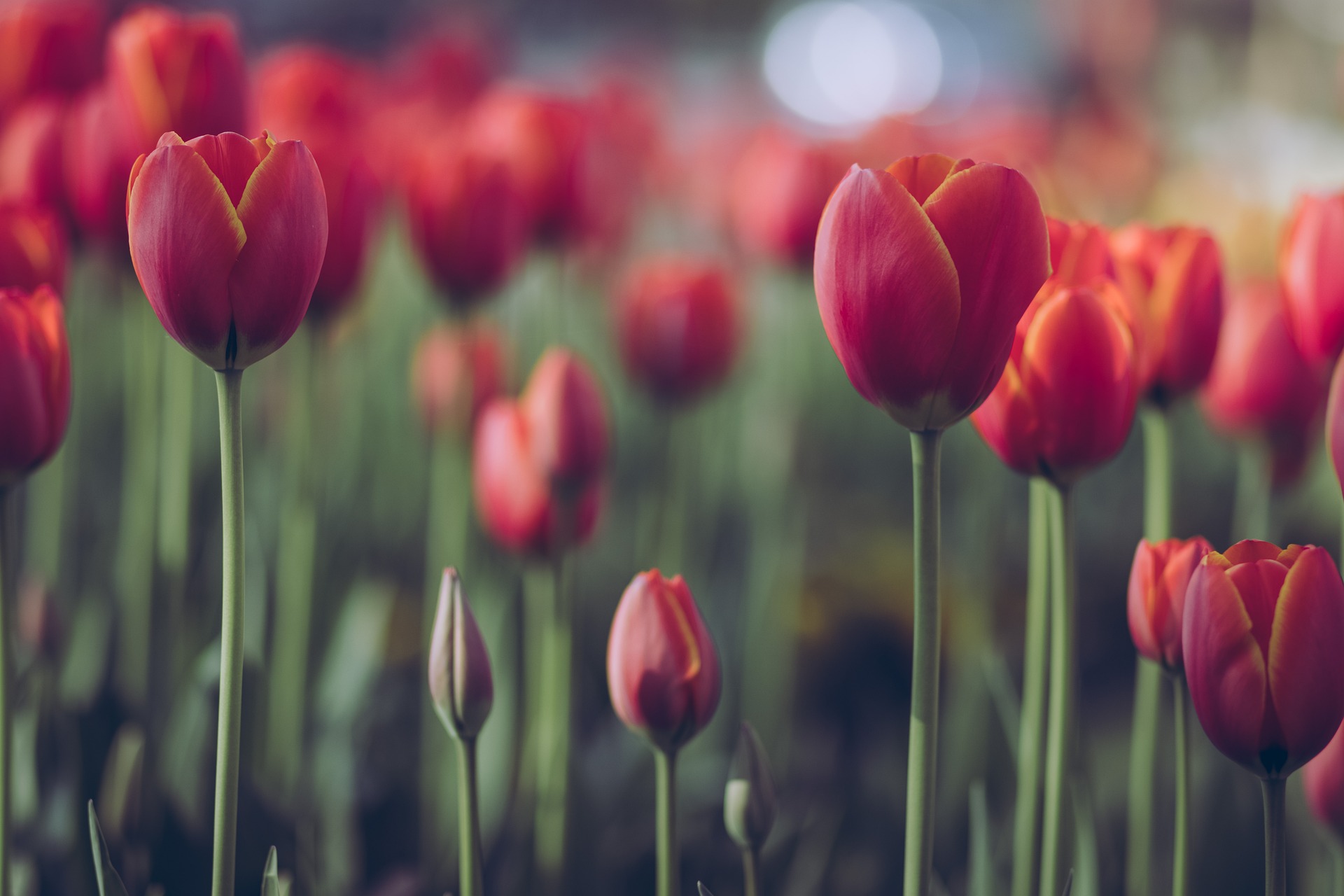 Wiosenne tulipany – jak wybrać odpowiednie cebulki w 3 krokach? Podpowiadamy!
